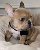 French Bulldog Puppies for sale in Manhattan, New York, NY, USA. price: $1,250