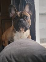 French Bulldog Puppies for sale in Duluth, MN, USA. price: $2,000