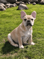 French Bulldog Puppies for sale in Osterburg, PA 16667, USA. price: $2,800