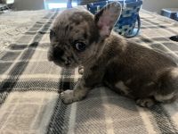 French Bulldog Puppies