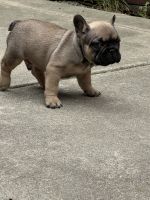 French Bulldog Puppies for sale in Salinas, CA, USA. price: $2,750