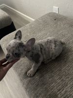 French Bulldog Puppies for sale in Las Vegas, NV 89166, USA. price: $2,200