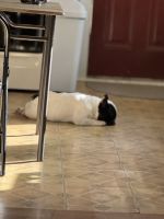 French Bulldog Puppies for sale in Burnsville, NC 28714, USA. price: $1,500