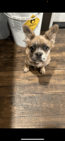 Female Fluffy French bully for sale