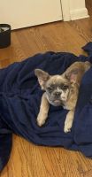 French Bulldog Puppies for sale in East Stroudsburg, PA 18301, USA. price: $1,200