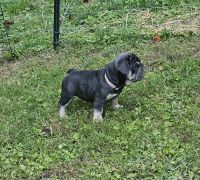 Kwollie, Blue & Tan Fluffy carrier, Big Rope Female