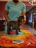 French Bulldog Puppies for sale in Memphis, TN, USA. price: $3,500