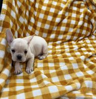 French Bulldog Puppies for sale in Philadelphia, PA, USA. price: $800