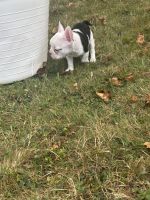French Bulldog Puppies for sale in West Decatur, PA 16878, USA. price: $800