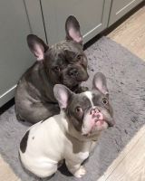French Bulldog Puppies for sale in Louisville, KY, USA. price: $800