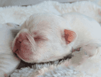 French Bulldog Puppies for sale in Delafield, WI, USA. price: $4,500