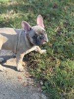 French Bulldog Puppies for sale in Tulsa, OK, USA. price: $2,200