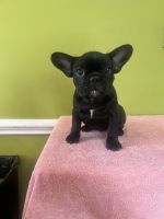 French Bulldog Puppies for sale in Albany, GA, USA. price: $2,000