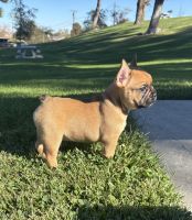 French Bulldog Puppies for sale in Katsura Way, San Bernardino, CA 92407, USA. price: $2,250