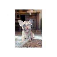 French Bulldog Puppies for sale in Spring, TX 77373, USA. price: $3,950