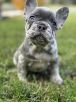 French Bulldog Puppies for sale in Elkridge, MD, USA. price: $2,000