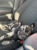 French Bulldog Puppies for sale in Bristol, CT 06010, USA. price: $2,500