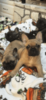 French Bulldog Puppies for sale in Virginia Beach, VA, USA. price: $300