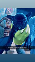 French Bulldog Puppies for sale in Missouri City, TX, USA. price: $1,200