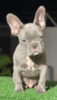 French Bulldog Puppies for sale in Khirki Extension, Malviya Nagar, New Delhi, Delhi 110017, India. price: 55,000 INR