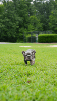 French Bulldog Puppies for sale in Dacula, GA 30019, USA. price: $3,000