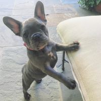 French Bulldog Puppies for sale in Miami, FL, USA. price: $500