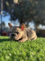 French Bulldog Puppies for sale in Sun Village, CA 93543, USA. price: $1,400
