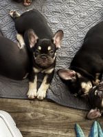 French Bulldog Puppies for sale in 100 Terminal Dr, Fort Lauderdale, FL 33315, USA. price: $1,500