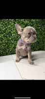French Bulldog Puppies for sale in La Vergne, TN 37086, USA. price: NA