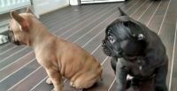 French Bulldog Puppies for sale in Delvinë District, Albania. price: NA