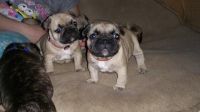 French Bulldog Puppies for sale in Poliçan, Albania. price: 300 ALL