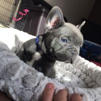French Bulldog Puppies for sale in Atlanta, NS B0P, Canada. price: $1,200