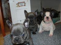 French Bulldog Puppies for sale in Atlanta, NS B0P, Canada. price: $2,300
