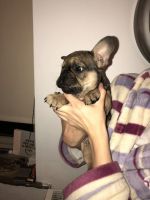 French Bulldog Puppies for sale in Toronto, ON, Canada. price: $750