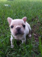 French Bulldog Puppies for sale in California Ave, Brockville, ON K6V, Canada. price: $1,250