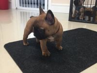 French Bulldog Puppies for sale in New York Central Ave, Embrun, ON K0A 1W1, Canada. price: $1,500