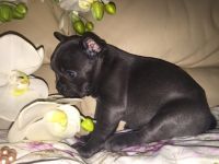 French Bulldog Puppies for sale in Rue Ontario E, Montréal, QC, Canada. price: $600