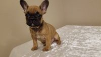 French Bulldog Puppies for sale in California Ave, Brockville, ON K6V, Canada. price: $2,000