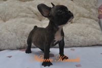 French Bulldog Puppies for sale in Parañaque, Metro Manila, Philippines. price: 35000 PHP