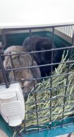 French Lop Rabbits for sale in Chattanooga, TN, USA. price: NA