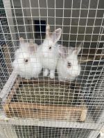 French Lop Rabbits Photos