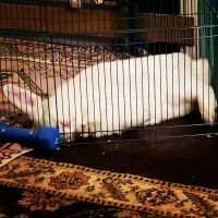 French Lop Rabbits Photos
