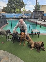 French Mastiff Puppies for sale in Downey, California. price: $1,000
