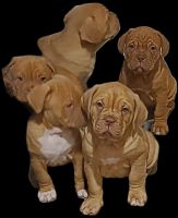 French Mastiff Puppies Photos