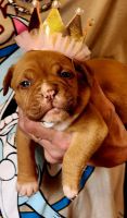 French Mastiff Puppies for sale in Crossville, Tennessee. price: $800