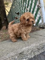 French Spaniel Puppies for sale in Ridgefield, NJ, USA. price: $1,100
