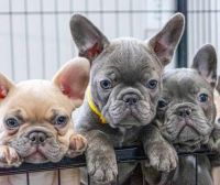 French Spaniel Puppies Photos