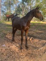 Friesian Horse Horses Photos