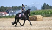 Friesian Horse Horses for sale in Lake Los Angeles, California. price: $3,200