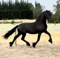 Friesian Horse Horses for sale in Dallas, TX, USA. price: NA